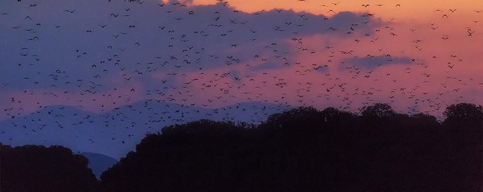 Sunda Fruit Bats