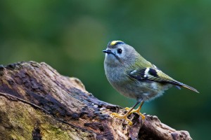 Goldcrest