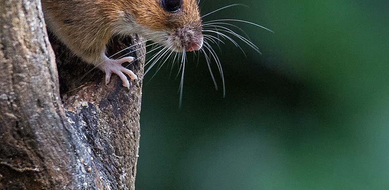 Yellow-necked mouse or Wood mouse