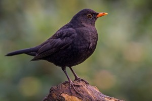 Male common blackbird
