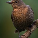 Female common blackbird