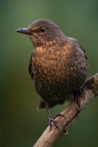 Female common blackbird