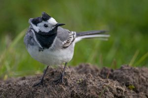 White Wagtail